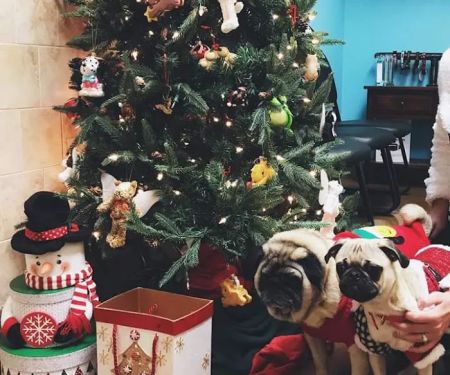 VCA Blue Ridge Animal Hospital