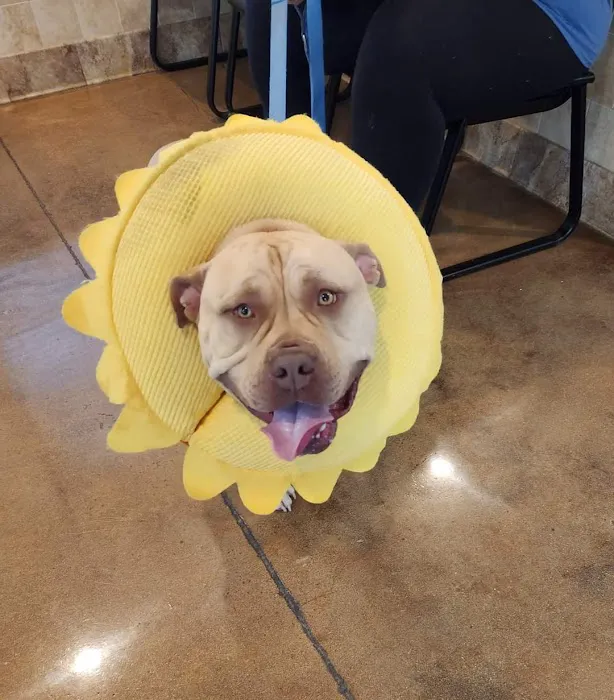 VCA Blue Ridge Animal Hospital Picture 5