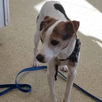 Etowah Valley Veterinary Hospital ico
