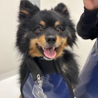 Cleveland Park Animal Hospital Greer ico