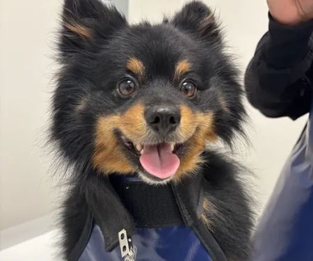 Cleveland Park Animal Hospital Greer