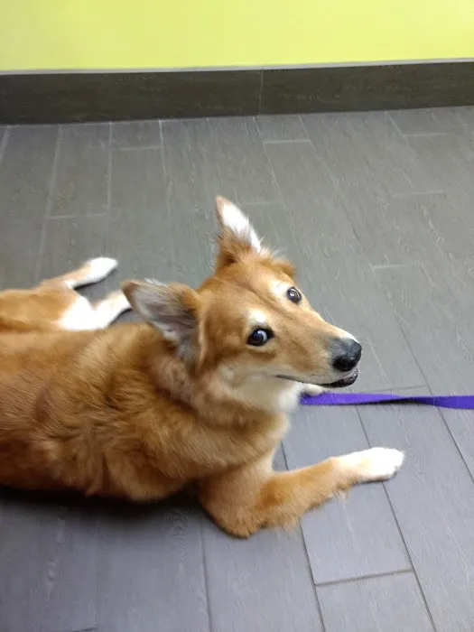 Banfield Pet Hospital Picture 3