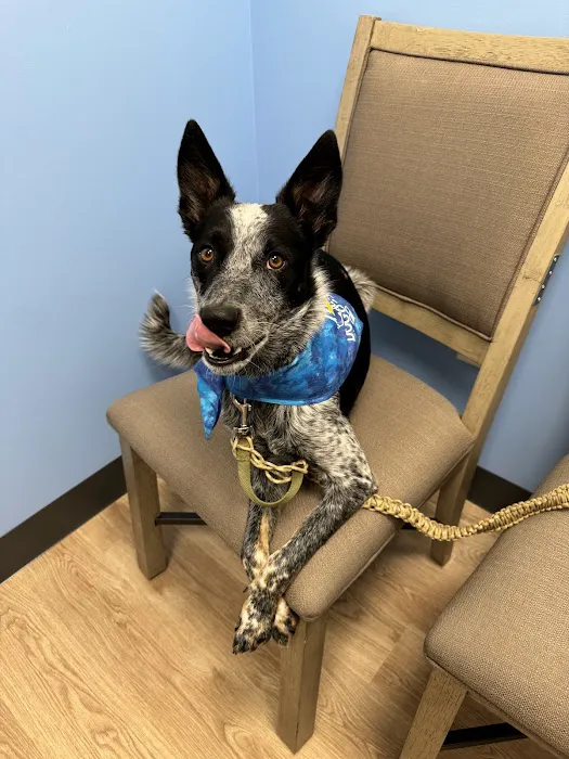 ReadyVets Veterinary Urgent Care Picture 3