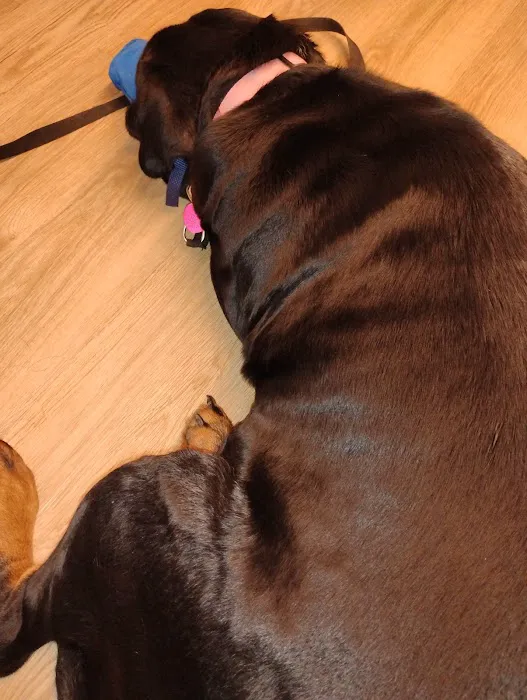 ReadyVets Veterinary Urgent Care Picture 9