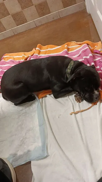 ReadyVets Veterinary Urgent Care Picture 7