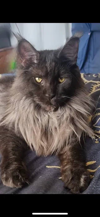 New South Maine Coons Picture 1