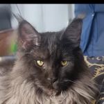 New South Maine Coons