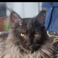 New South Maine Coons ico