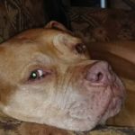 Hurlbert Sue Ann B DVM