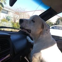 Healthpointe Veterinary Clinic: Johnson Lauren DVM ico