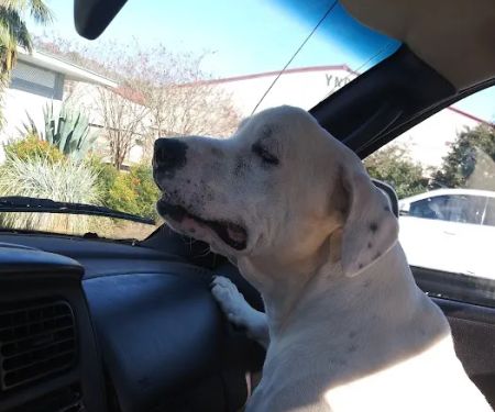 Healthpointe Veterinary Clinic: Johnson Lauren DVM