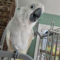 HealthPointe Veterinary Clinic ico