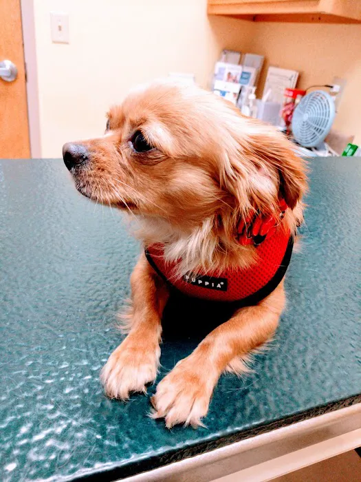 Milestone Veterinary Hospital Picture 1
