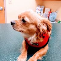 Milestone Veterinary Hospital ico