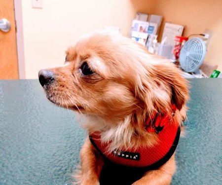 Milestone Veterinary Hospital