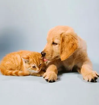 Milestone Veterinary Hospital Picture 4