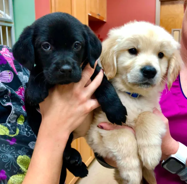 Milestone Veterinary Hospital Picture 10