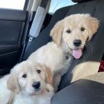 Valley Walk Animal Hospital - Dr. Tony Holtzclaw