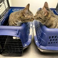 Valley Walk Animal Hospital ico