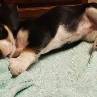 Sunrise Animal Hospital ico