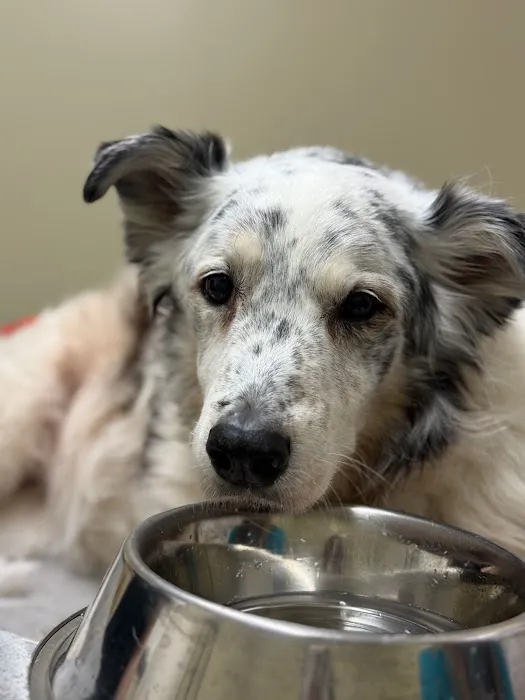Sunrise Animal Hospital Picture 6