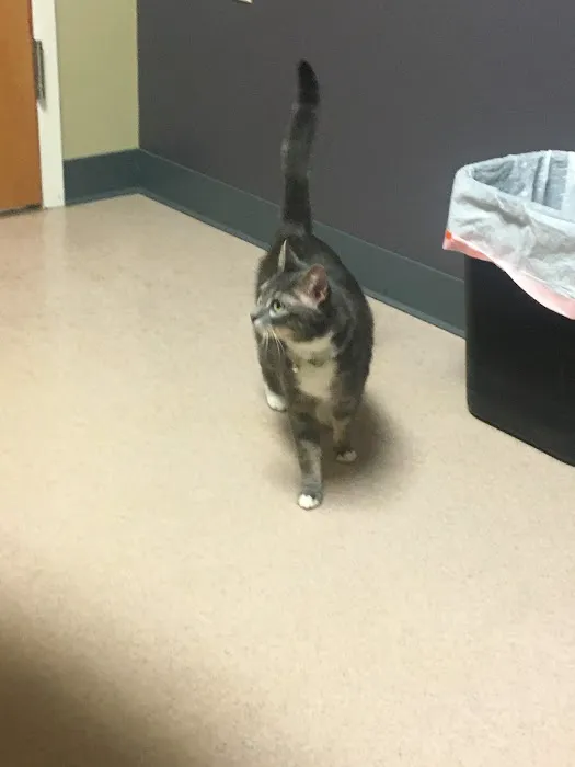 Sunrise Animal Hospital Picture 10