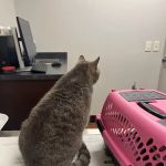 Cleveland Park Animal Hospital: Crain Jennifer DVM