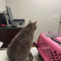 Cleveland Park Animal Hospital: Crain Jennifer DVM ico
