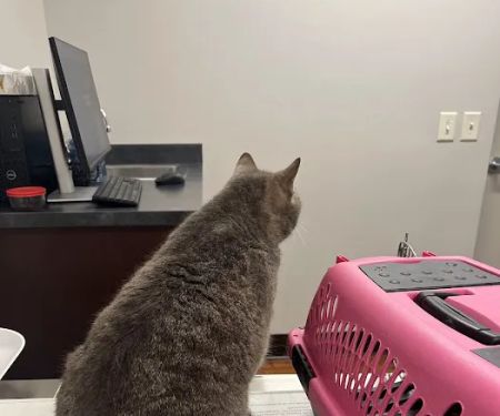 Cleveland Park Animal Hospital: Crain Jennifer DVM
