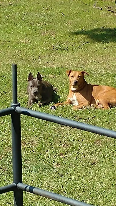 North Greenville Animal Hospital: Welsh Paula DVM Picture 1