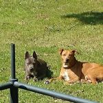 North Greenville Animal Hospital: Welsh Paula DVM