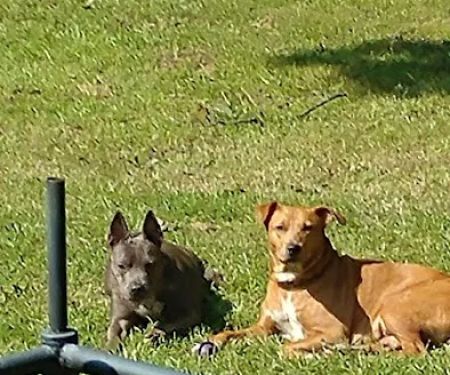 North Greenville Animal Hospital: Welsh Paula DVM