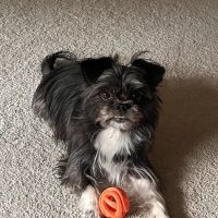 Sugar Creek Animal Hospital ico