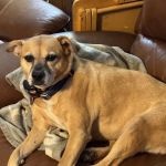 East Greenville Animal Hospital