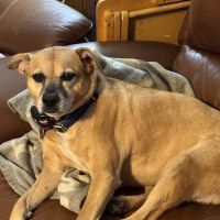 East Greenville Animal Hospital ico