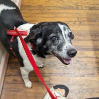 Pet Care Mobile ico