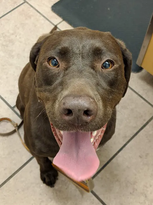 Glade Spring Veterinary Clinic Picture 7