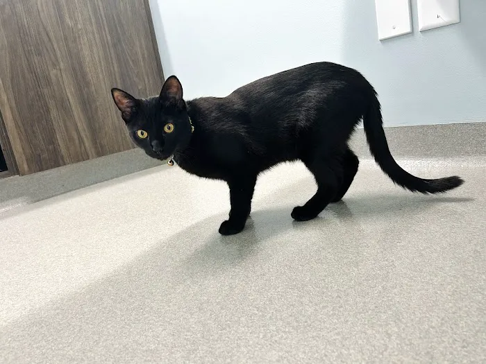 Brentwood Veterinary Center Picture 8