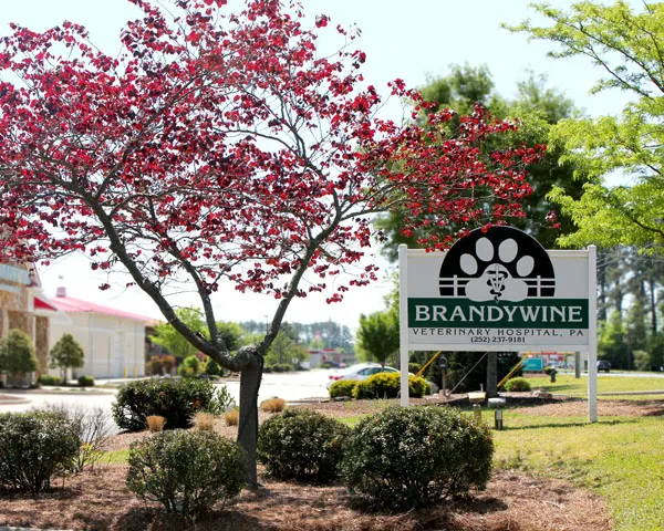 Brandywine Veterinary Hospital Picture 9