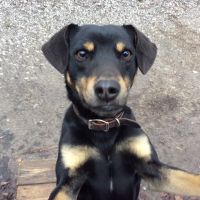 Wilson Veterinary Hospital ico