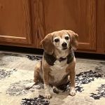 Countryview Animal Hospital