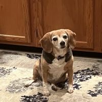 Countryview Animal Hospital ico