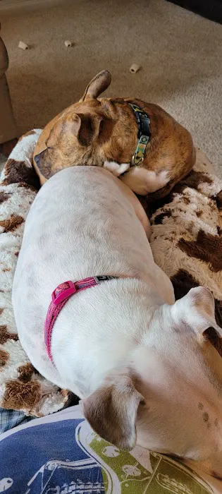 Countryview Animal Hospital Picture 6