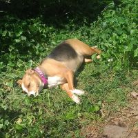 Pine Meadow Veterinary Hospital ico