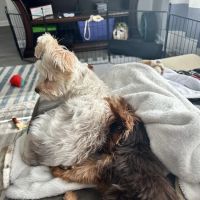 Peninsula Animal Referral Center ico
