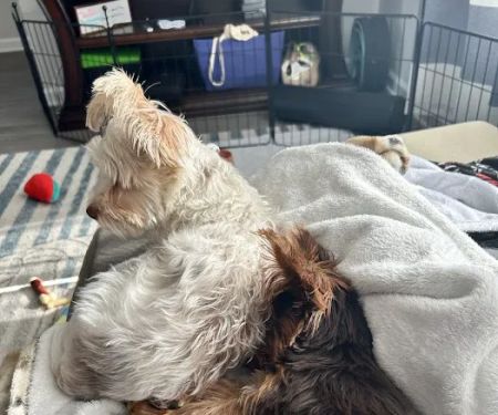 Peninsula Animal Referral Center