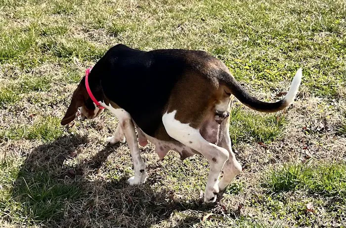 Peninsula Animal Referral Center Picture 4