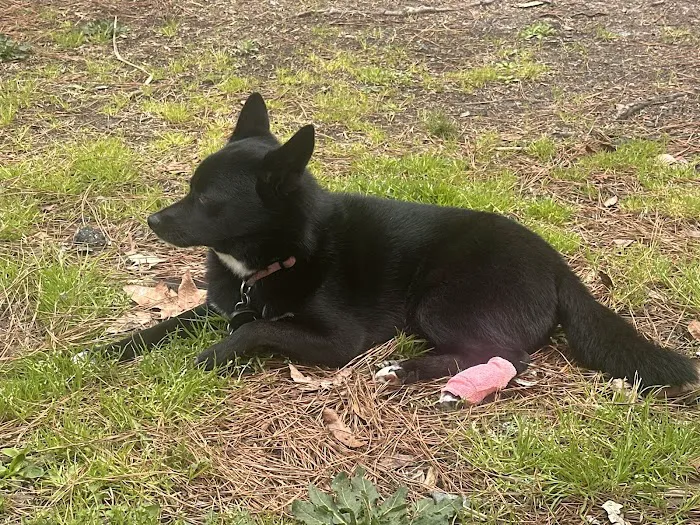 Peninsula Animal Referral Center Picture 10