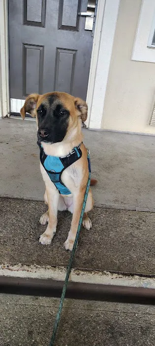 VCA Boulevard Animal Hospital Picture 4