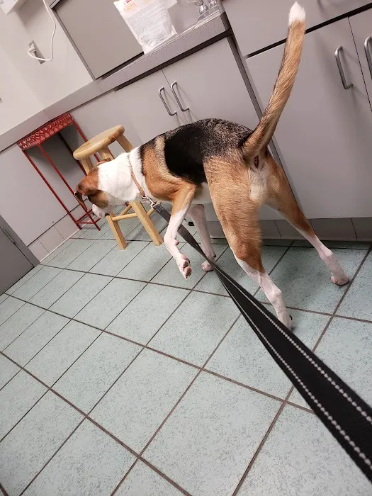 VCA Boulevard Animal Hospital Picture 6